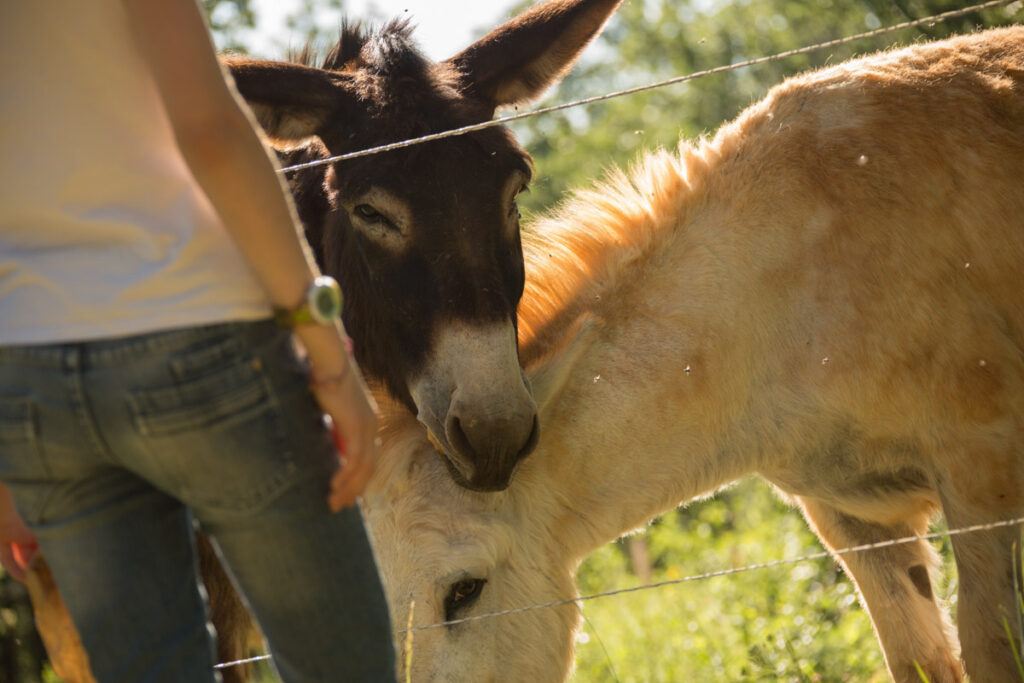 Rencontres authentiques avec les animaux de la ferme du Bois de Faral, au cœur de la nature lotoise