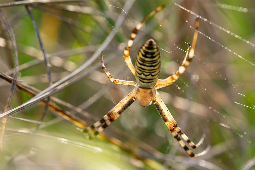Araignée tissère étincelante dans la nature du Lot, témoin de la biodiversité préservée du domaine