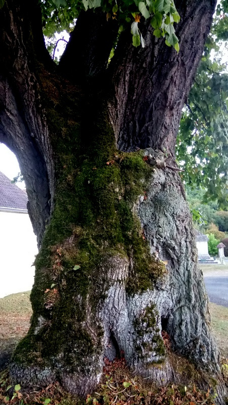 Un arbre séculaire couvert de mousse, témoin des traditions et de la nature préservée du Lot