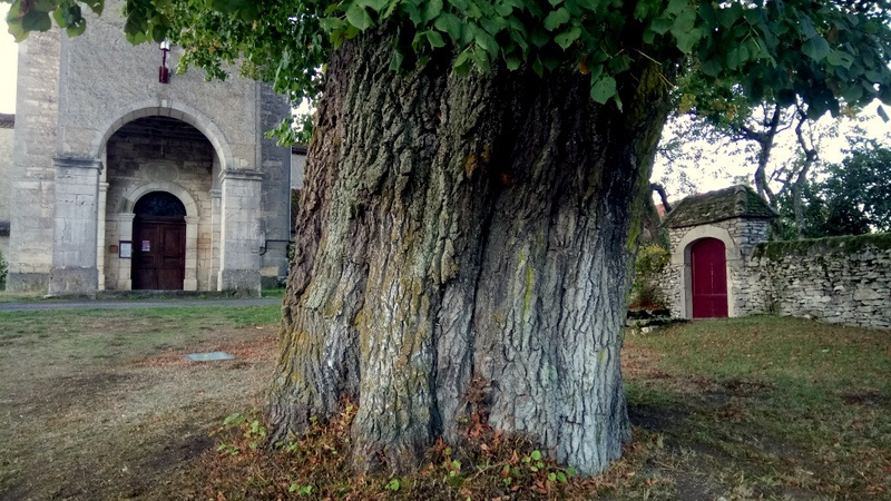 Au cœur du Lot, un arbre séculaire veille sur les pierres chargées d'histoire et la quiétude du patrimoine local