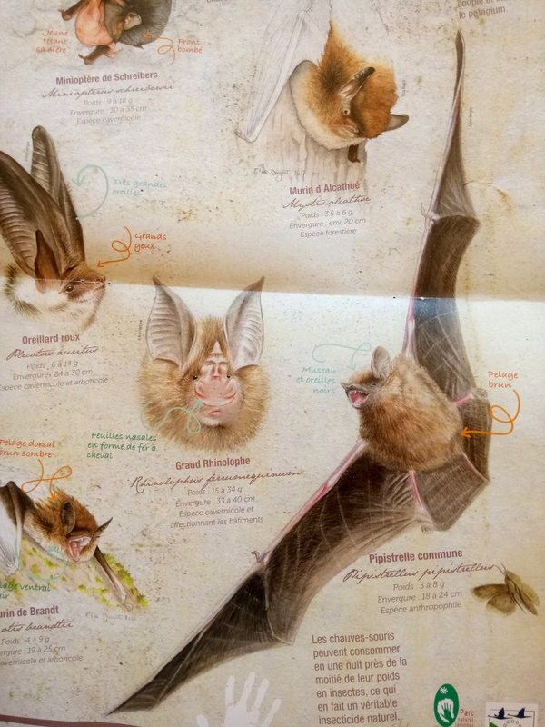 Découvrez la fascinante biodiversité nocturne du Lot : chauve-souris et créatures ailées de nos forêts