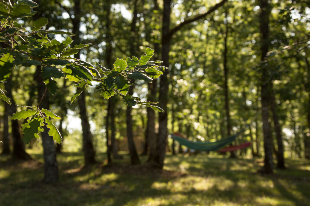 Au cœur de nos bois, détente et sérénité sous la canopée verdoyante du Lot
