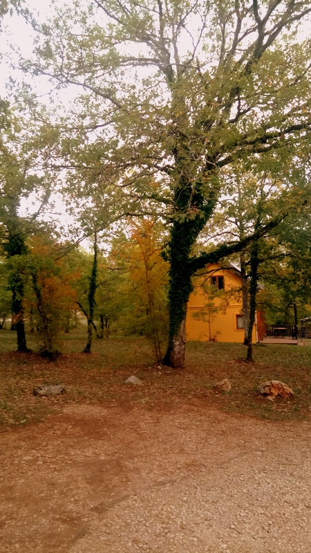 Au cœur de la forêt lotoise, nos chalets en bois vous accueillent sous les ombrages centenaires. Sérénité garantie à Bois de Faral