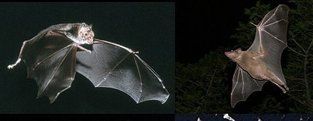 Découvrez la vie nocturne fascinante du Lot : chauves-souris en vol, gardiennespaisibles de nos nuits sauvages
