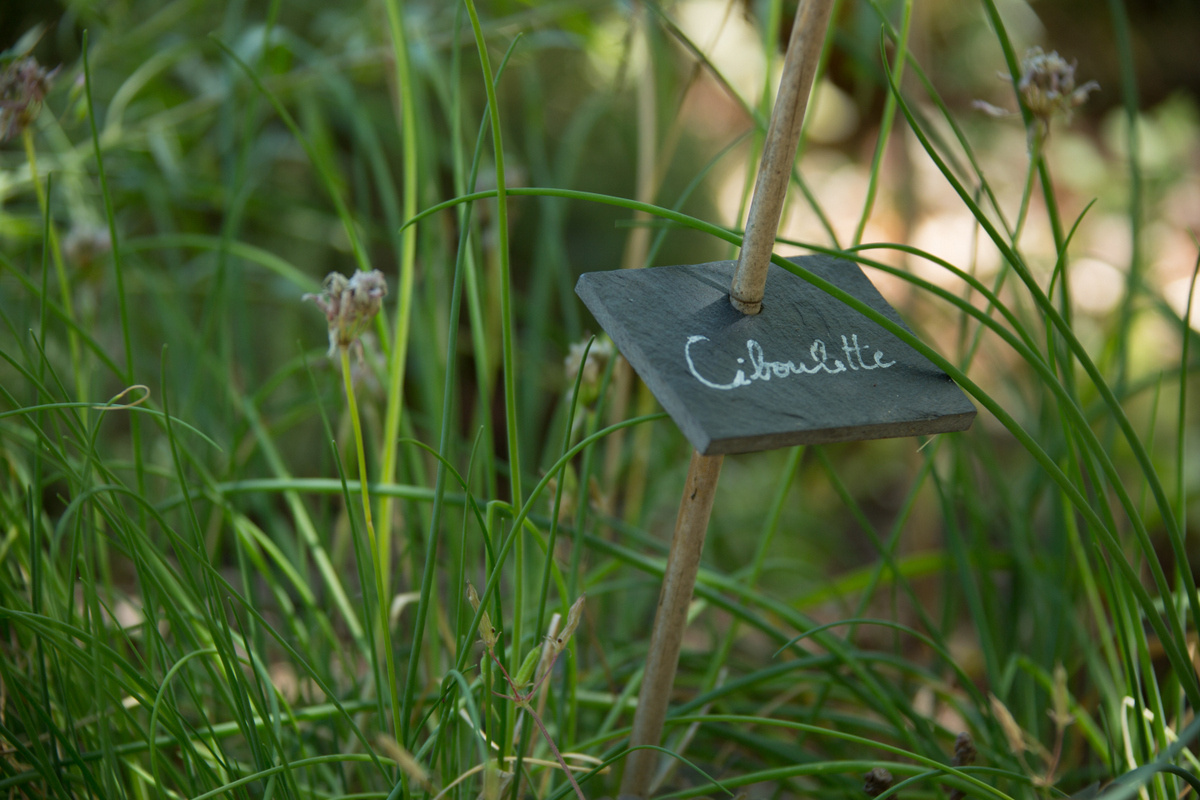 Dans le jardin du Bois de Faral, la ciboulette pousse généreuse entre les herbes sauvages et les fleurs délicates