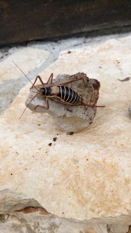 Insecte en pleine nature, témoin de la biodiversité sauvage du Lot à découvrir lors de vos balades à Bois de Faral
