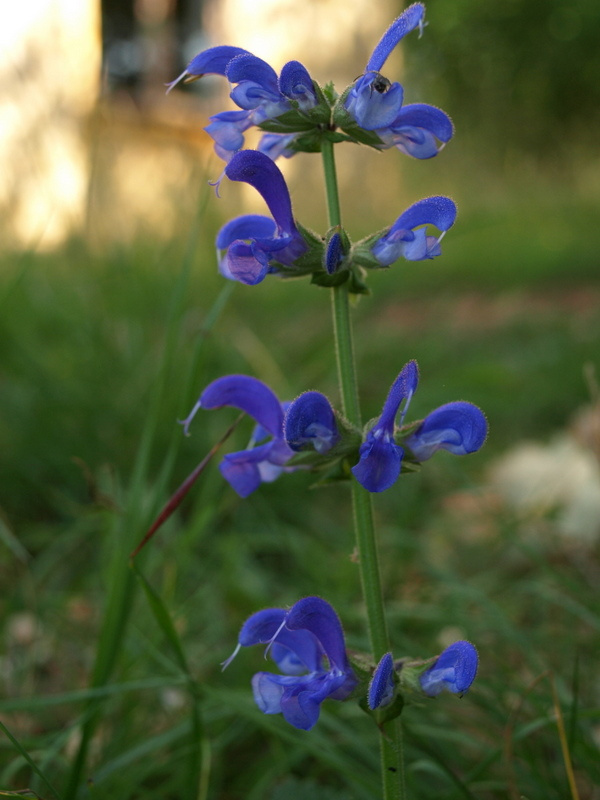 La faune sauvage du Lot en toute quiétude : les fleurs bleues ornent nos espaces naturels préservés