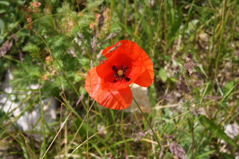 Une fleur sauvage de nos terres lotaises, symbole de nature préservée et de biodiversité au cœur du Bois de Faral