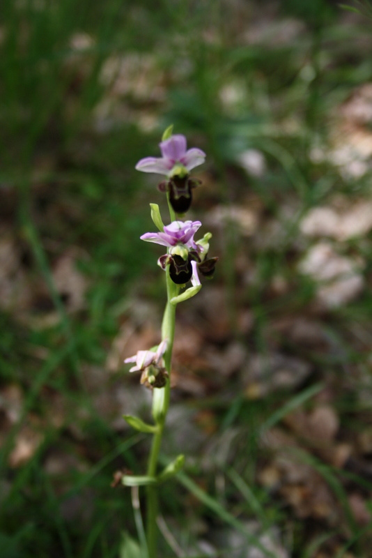 Délicate fleur sauvage du Lot, symbole de la biodiversité préservée aux Bois de Faral