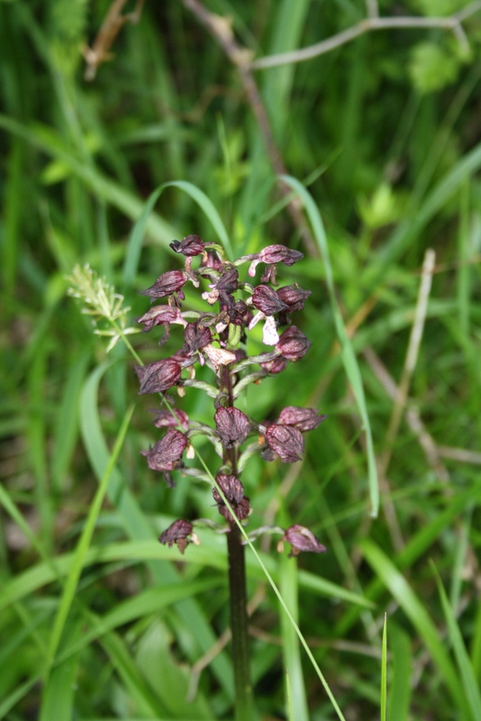 Fleur sauvage délicate aux pétales pourpres, symbole de la biodiversité préservée du domaine Bois de Faral