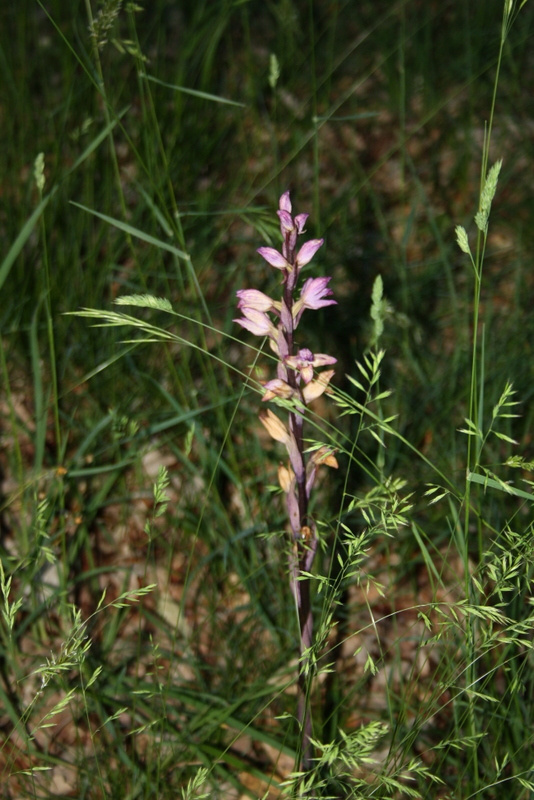 Fleur sauvage dans les prairies du Lot : la nature préservée de Bois de Faral vous attend