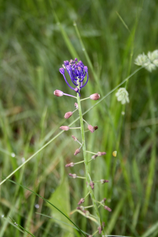 Fleur sauvage s'épanouissant dans les prairies du Lot, symbole de la nature préservée entourant Bois de Faral