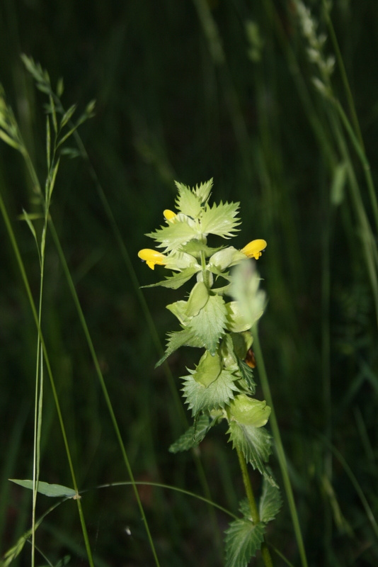Fleur sauvage du Lot au cœur des prairies verdoyantes, symbole de la nature préservée du domaine Bois de Faral