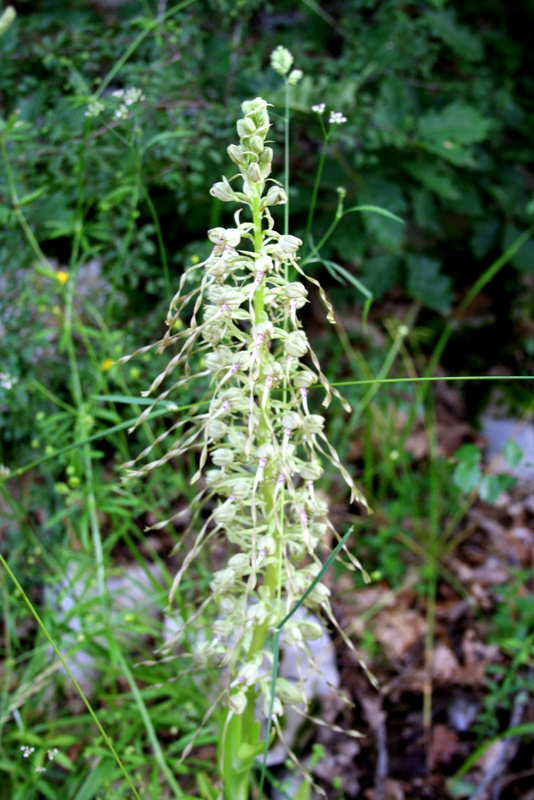 La nature sauvage du Lot révèle ses délicates fleurs blanches, invitant à la découverte botanique en cœur de verdure