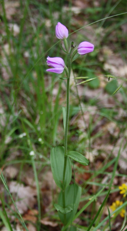 Fleurs délicates de la flore lotoise, symbole de la nature préservée du domaine Bois de Faral