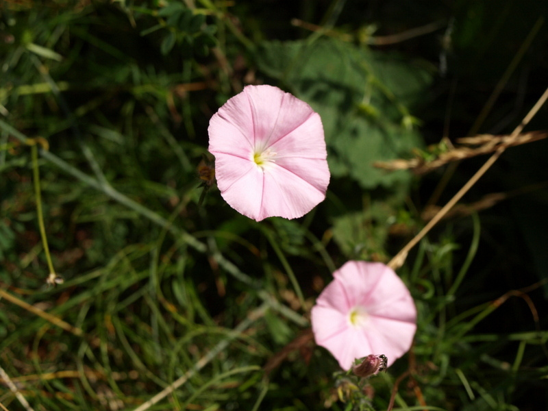 Fleurs délicates du jardin sauvage de Bois de Faral, où la nature s'épanouit en toute liberté