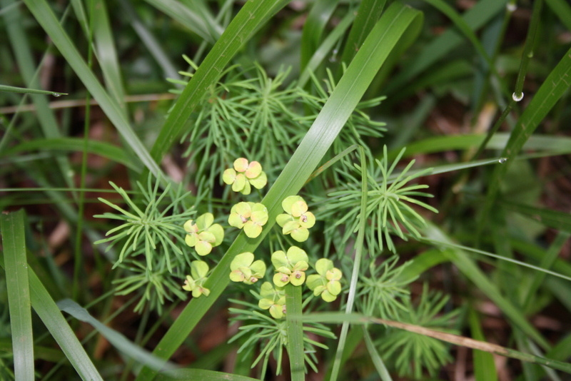 La nature en détail : fleurs jaunes et herbes délicates du domaine, symboles de notre engagement écologique au cœur du Lot
