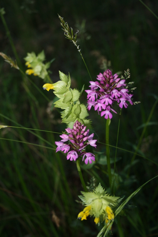 Fleurs sauvages du Lot : nature préservée et biodiversité au cœur du domaine Bois de Faral