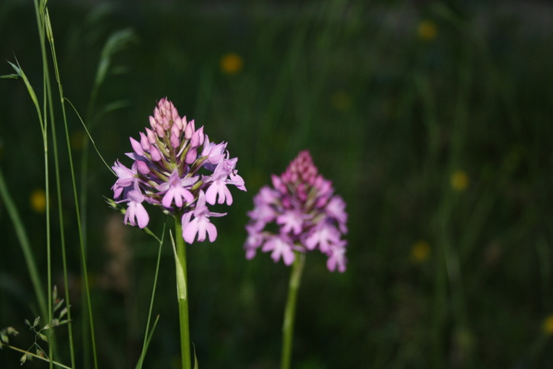 Nature préservée du Lot : fleurs sauvages en liberté au cœur de nos espaces verts