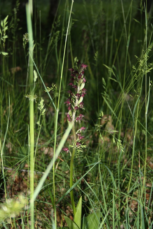 La nature sauvage du Lot révèle ses trésors : fleurs délicates au cœur des herbes folles du domaine