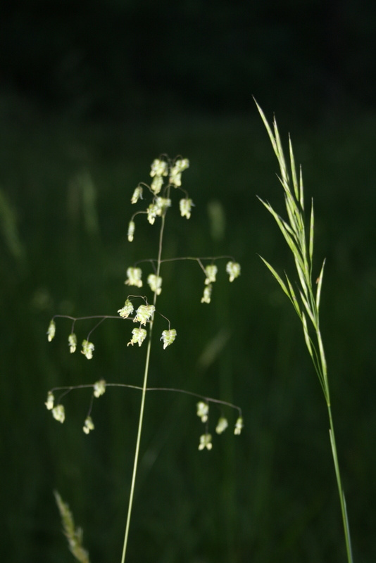 Délicates fleurs sauvages des prairies lotoise, témoins de la nature préservée du Bois de Faral