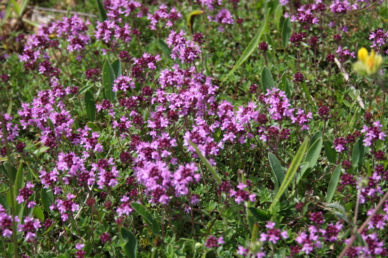 Fleurs sauvages violettes s'épanouissant dans les prairies du Lot, promesse de nature préservée et de sérénité.