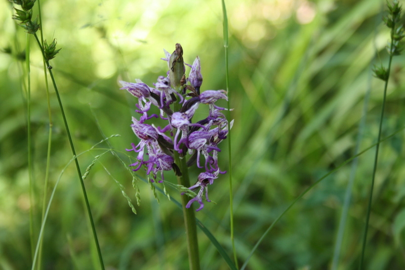 Fleurs sauvages du Lot qui ornent les sentiers naturels du domaine Bois de Faral
