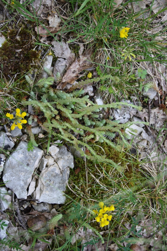 La flore calcaire du Lot révèle sa délicate beauté : fleurs jaunes et herbes sauvages épousent les pierres blanches.