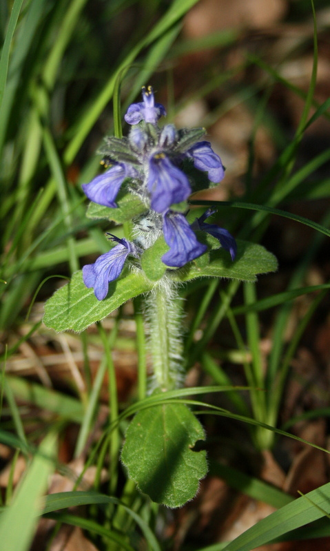 La flore sauvage du Lot s'épanouit dans nos jardins : une invitation à découvrir la nature préservée du domaine