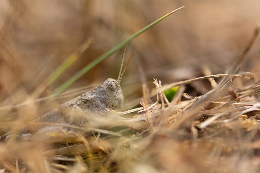 Grillolet discret dans la nature sauvage du Lot, symbole de la biodiversité préservée à Bois de Faral