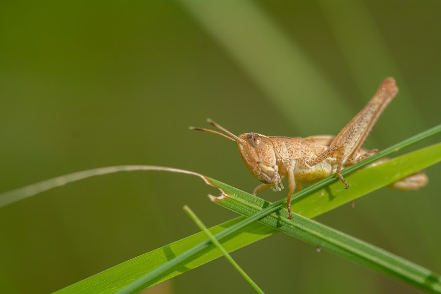 Grillon des herbes, symbole de la biodiversité préservée au cœur de nos terrains naturels
