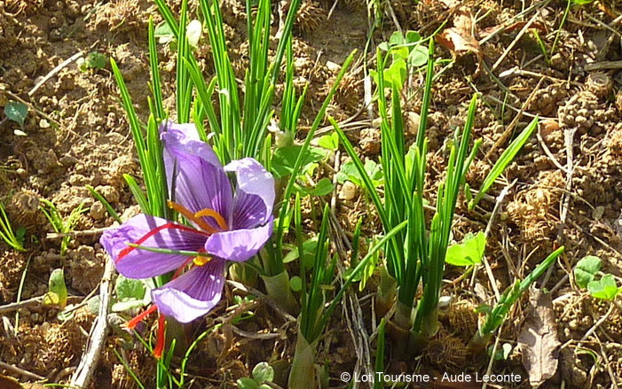 Iris sauvage s'épanouissant dans les jardins du Lot, symbole du renouveau printanier à Bois de Faral