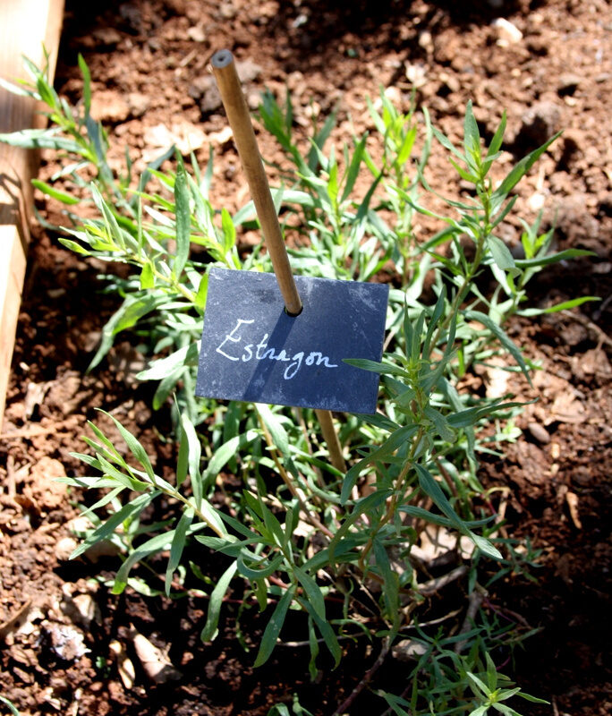 Jardin potager bio au Bois de Faral : culture d'estragon frais pour vos repas nature et savoureux