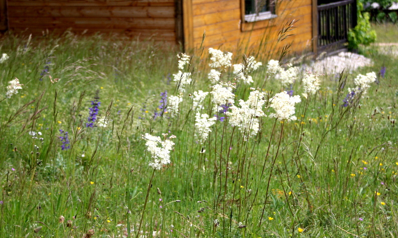 Jardin sauvage en fleurs devant nos chalets en bois, où la nature s'épanouit en liberté