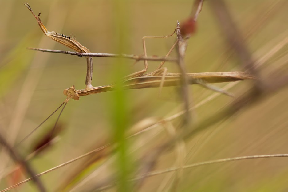 Libellules dansant au cœur de la nature sauvage du Lot, symbole de biodiversité et de tranquillité