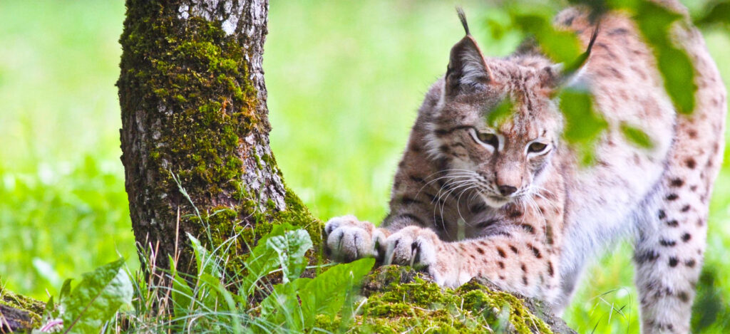 Rencontre sauvage au cœur des forêts du Lot. Lynx observant son territoire parmi la mousse et la verdure