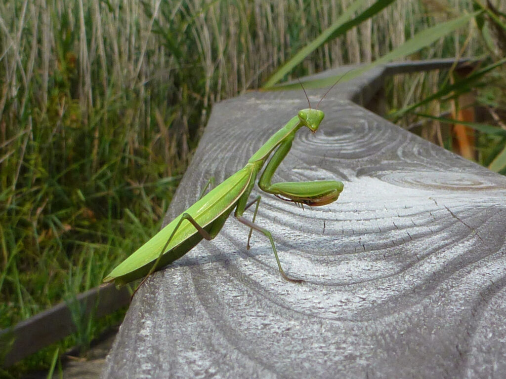 La vie sauvage au cœur du Lot : une mante religieuse observe le domaine Bois de Faral niché en pleine nature