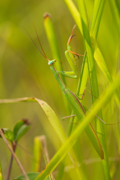 Mante religieuse camouflée dans la verdure luxuriante du Lot, gardienne discrète de la faune locale