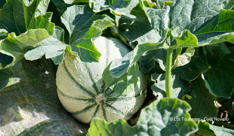 Générosité du potager bio : melons juteux mûrissant sous le soleil du Lot, promesse de saveurs authentiques