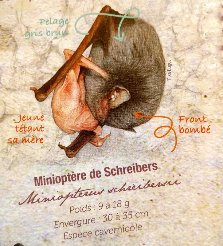 Découvrez la Minioptère de Schreibers, fascinante chauve-souris cavernicole du Lot habitant nos grottes naturelles