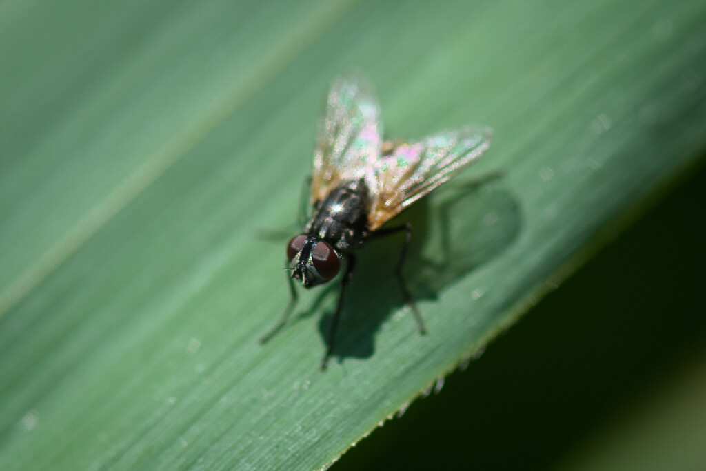 La vie secrète du Lot : une mouche aux ailes délicates explore la flore vierge du domaine