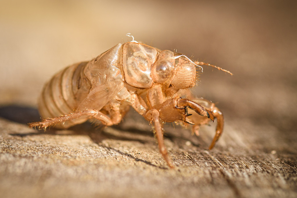 La nature en détail : mue de cigale au cœur du Lot, témoin de la vie sauvage du domaine