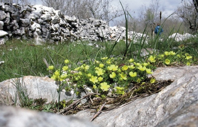 La nature reprend ses droits au cœur de Bois de Faral, où pierres et fleurs sauvages dansent en harmonie printanière