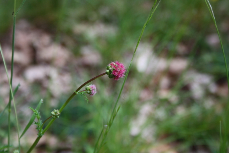 La nature sauvage du Lot révèle ses trésors : fleurs délicates et herbes vertes qui invitent à la détente.