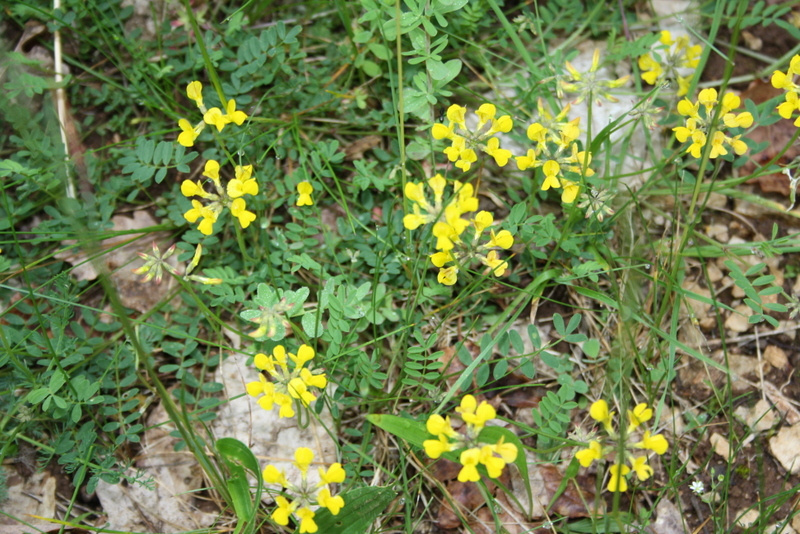 La nature sauvage du Lot s'épanouit en mille fleurs jaunes, promesse de balades enchantées dans nos paysages préservés