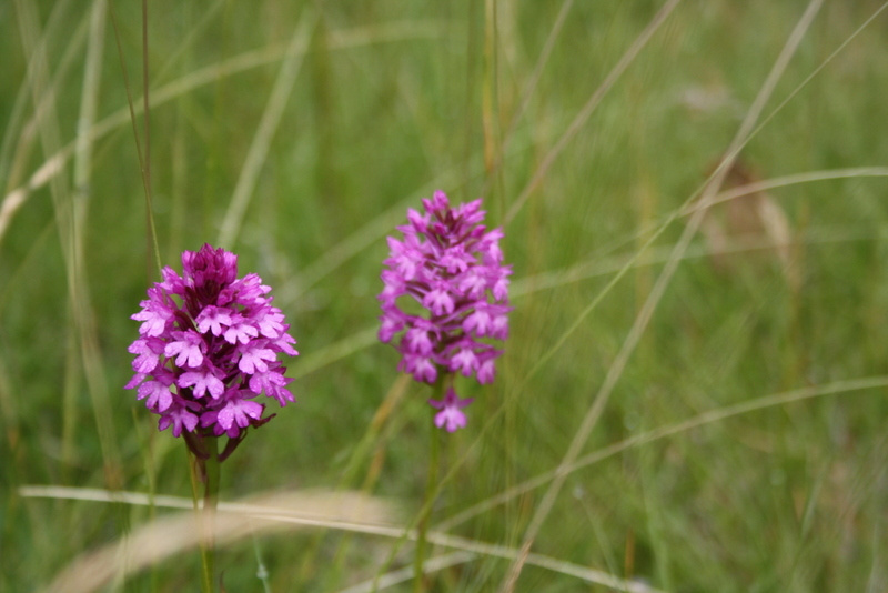 La nature sauvage du Lot révèle ses trésors : orchidées mauves danses entre les herbes folles
