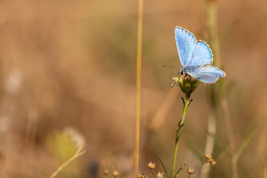 Un papillon bleu se pose délicatement sur une fleur sauvage du Lot, symbole de la nature préservée du domaine Bois de Faral