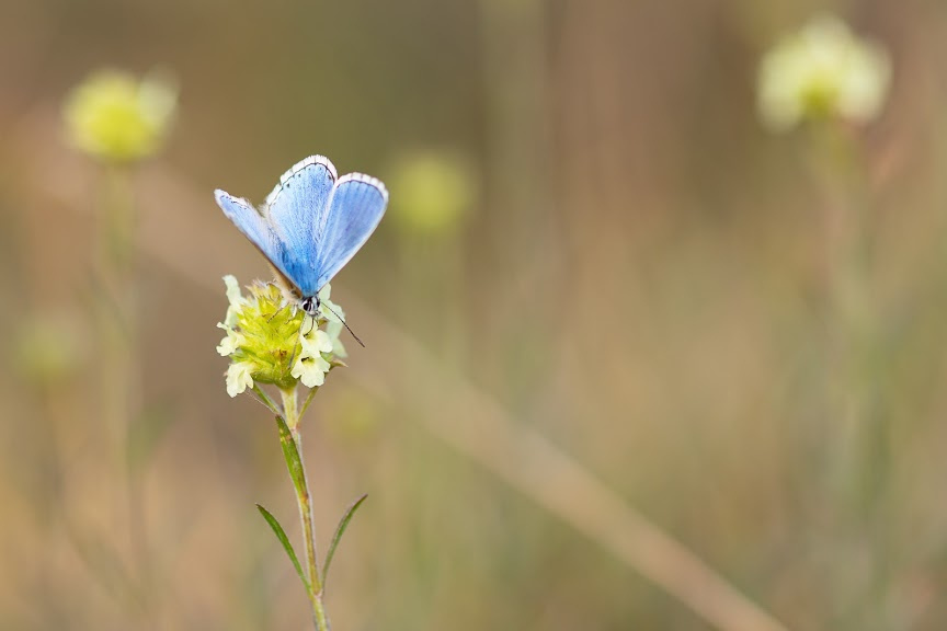 La nature fragile du Lot révélée : un papillon bleu se pose délicatement sur les fleurs sauvages des terres de Bois de Faral