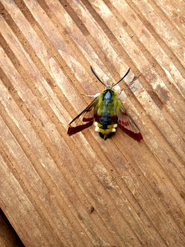 Papillon des bois sur les terrasses en bois de nos chalets, symbole de la richesse naturelle du Lot