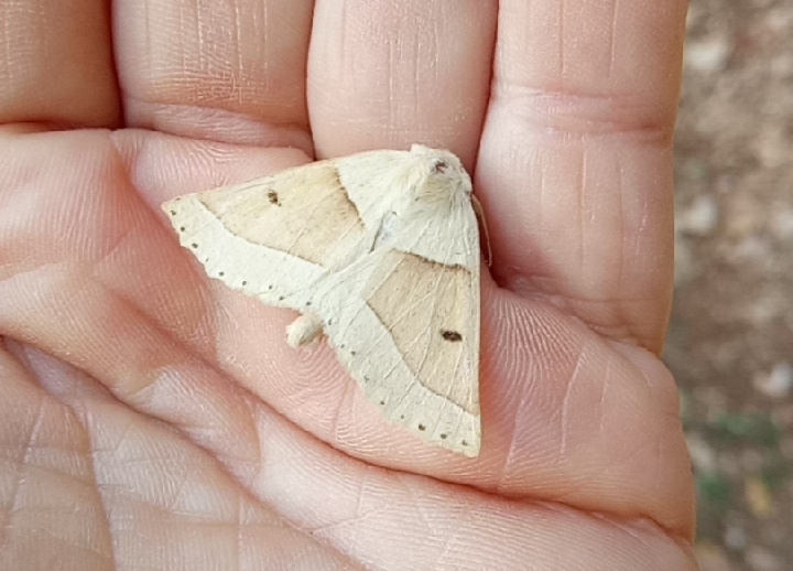 Rencontre délicate avec les papillons nocturnes du Lot, témoins discrets de la biodiversité préservée à Bois de Faral